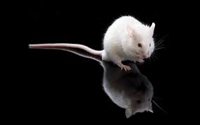 Origins of the Lab Mouse