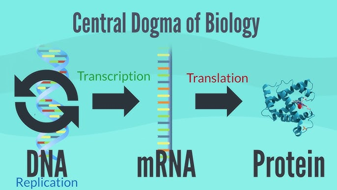 Francis Crick's "Central Dogma" emphasised the unidirectional flow of genetic information from nucleic acids to proteins