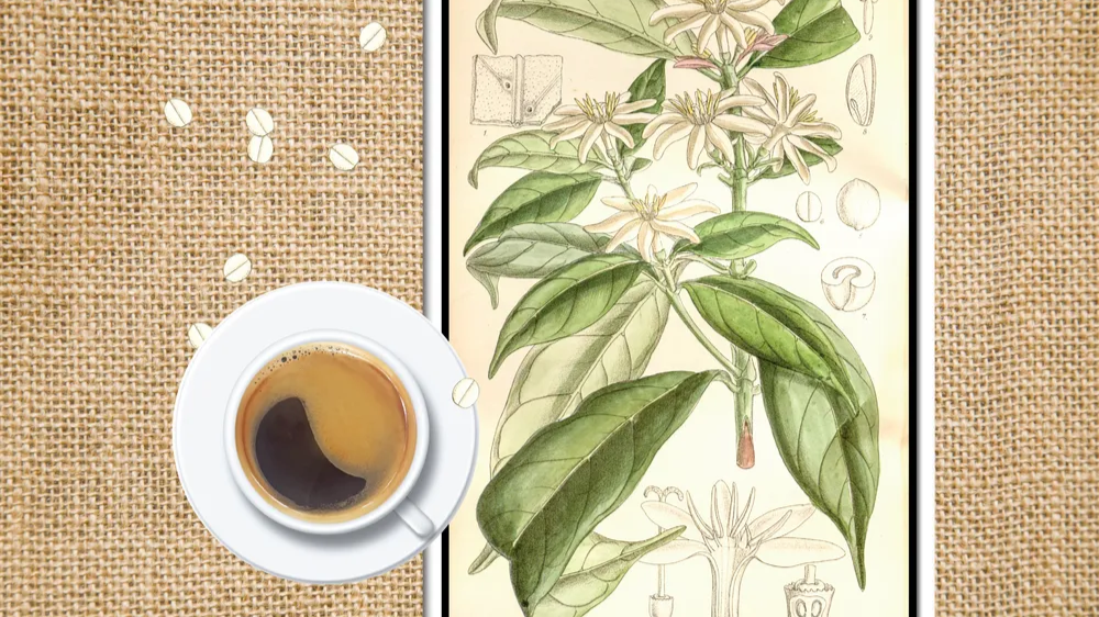 In the face of climate change threatening global coffee production, scientists have turned their attention to Coffea stenophylla , a rare species native to West Africa