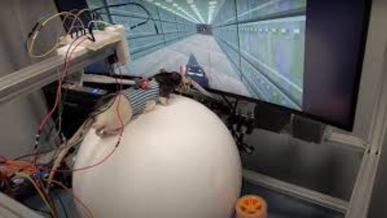 Here's a custom-built virtual reality rig designed to let rats play DOOM ... It describes a complete system: a motion-tracked treadmill ball for locomotion, a curved panoramic display mounted as a headset