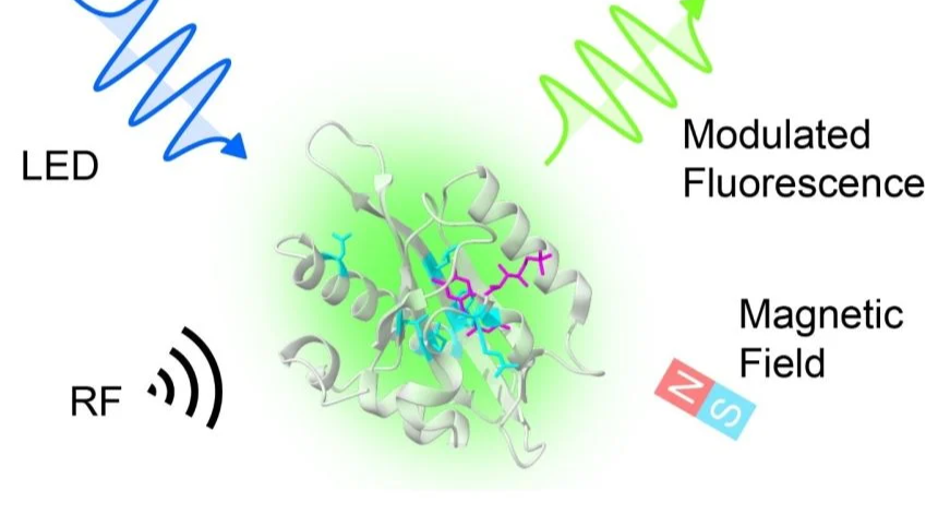 Oxford researchers report a world first: engineering a quantum mechanical process inside proteins to create magneto-sensitive fluorescent proteins (MFPs) that interact with magnetic fields and radio waves when illuminated.
