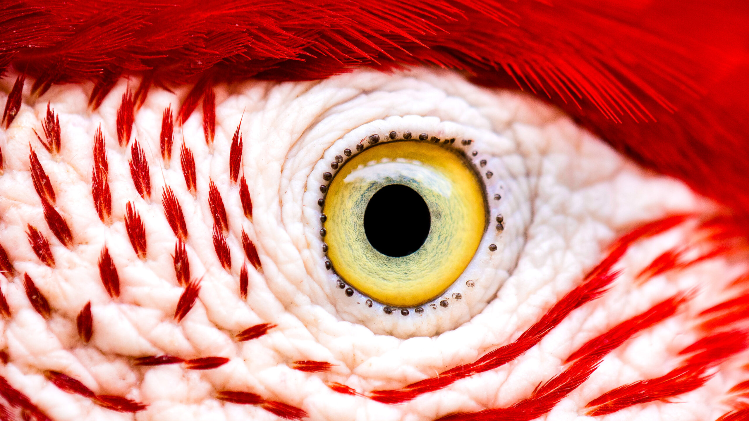 Quanta Magazine on new research explaining how bird retinas function without the dense blood vessels most vertebrates use to supply oxygen